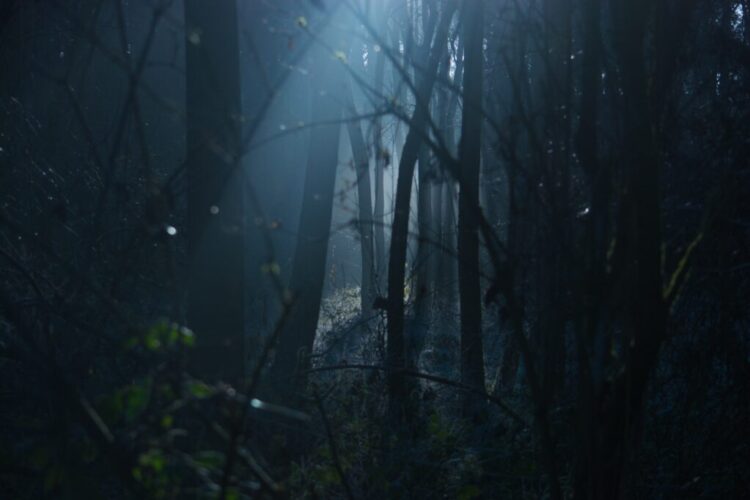 backlit-creepy-dark-289367