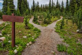 blank-conifers-crossroad-1578750