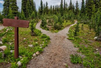 blank-conifers-crossroad-1578750