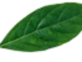 leaf-100x50-1