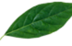 leaf-100x50-1