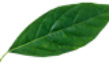 leaf-100x50-1