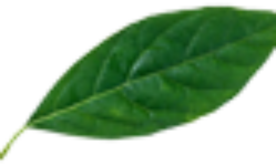 leaf-100x50-1